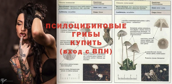 стаф Арсеньев